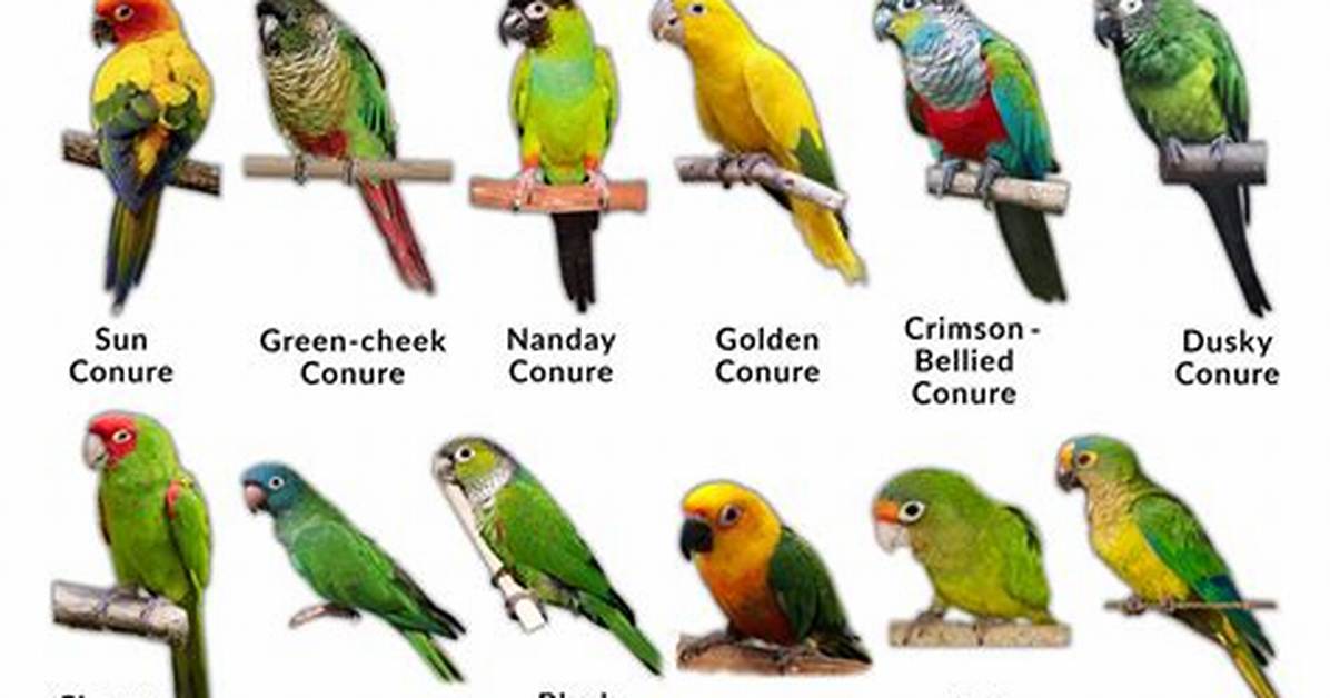 Were Do Conures Live?