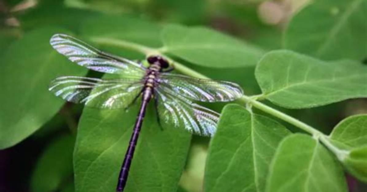 Were Do Dragonflies Live?