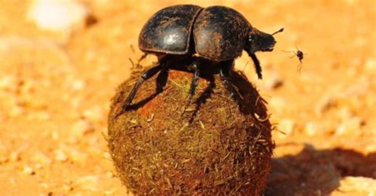 Were Do Dung Beetles Live?