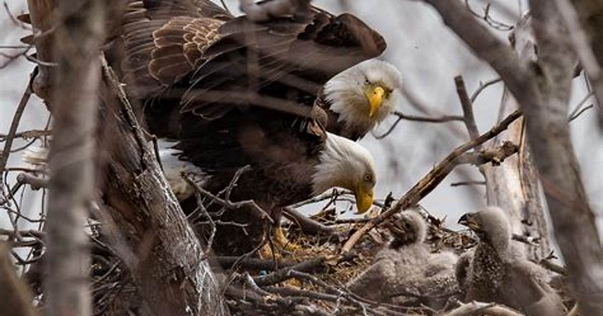 Were Do Eagles Live?
