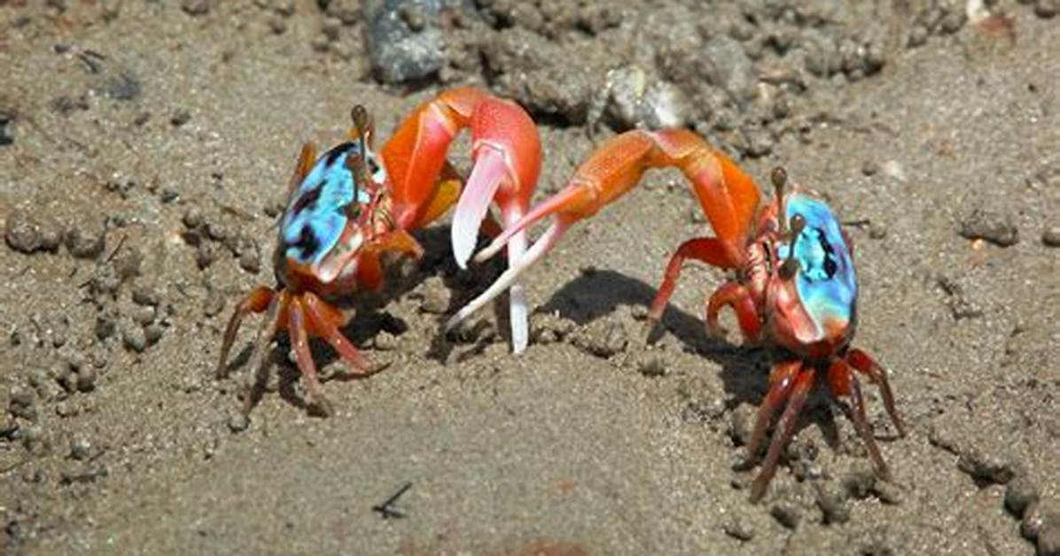 Were Do Fiddler Crabs Live?