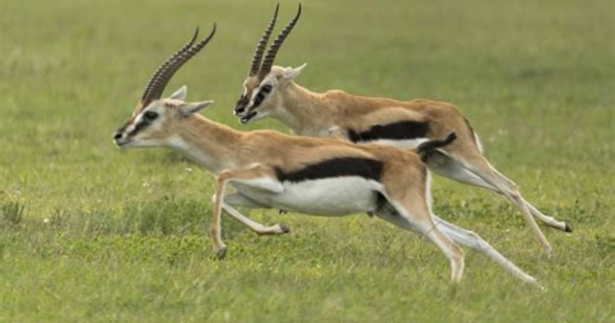 Were Do Gazelles Live?