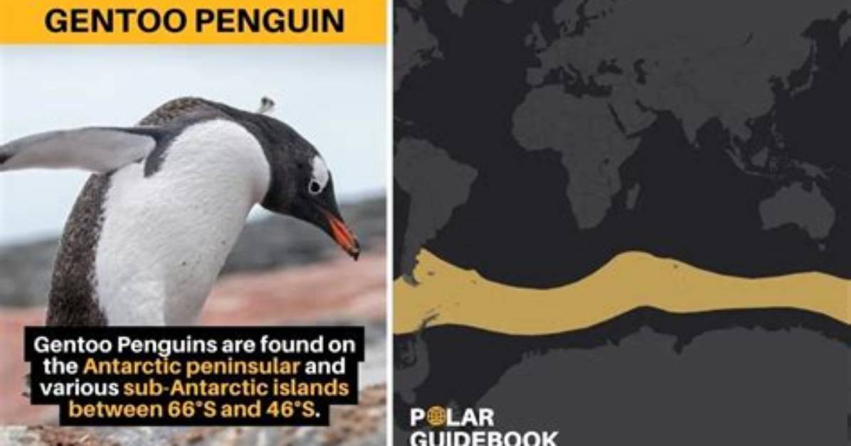 Were Do Gentoo Penguins Live?