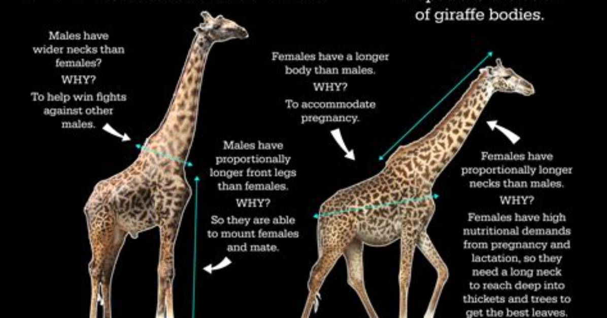 Were Do Giraffes Come from?