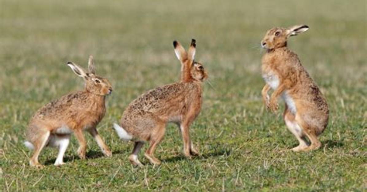 Were Do Hares Live?