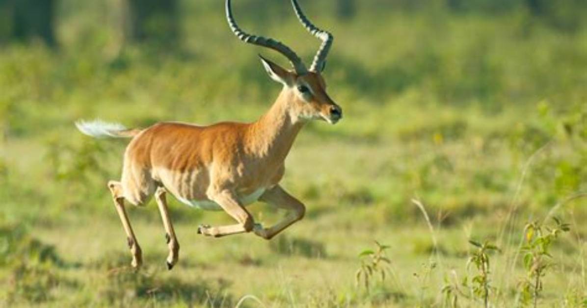 Were Do Impalas Live?
