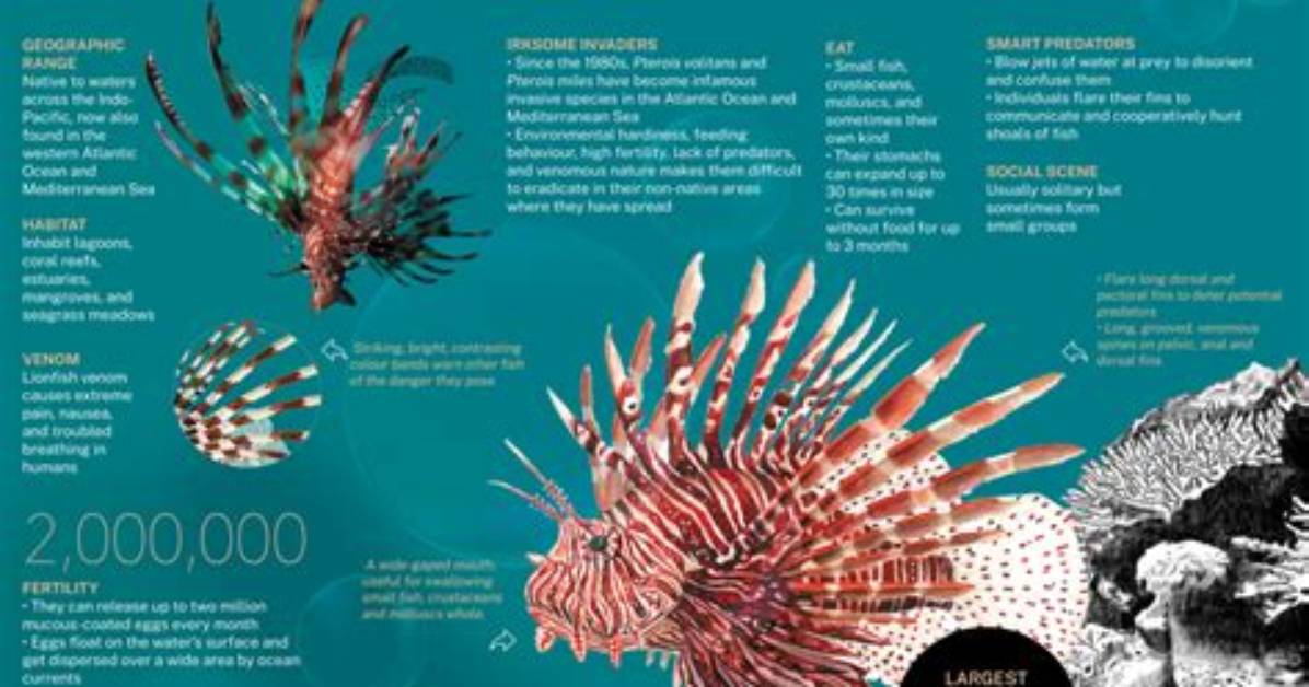 Were Do Lionfish Live?