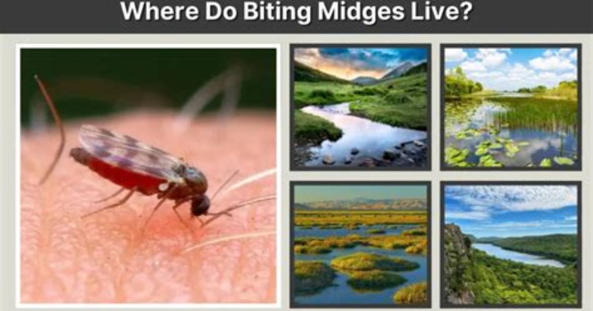 Were Do Midges Live?