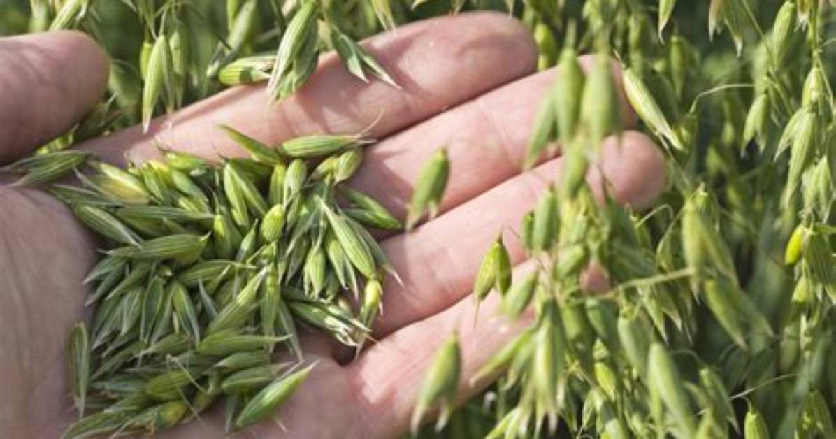 Were Do Oats Come from?