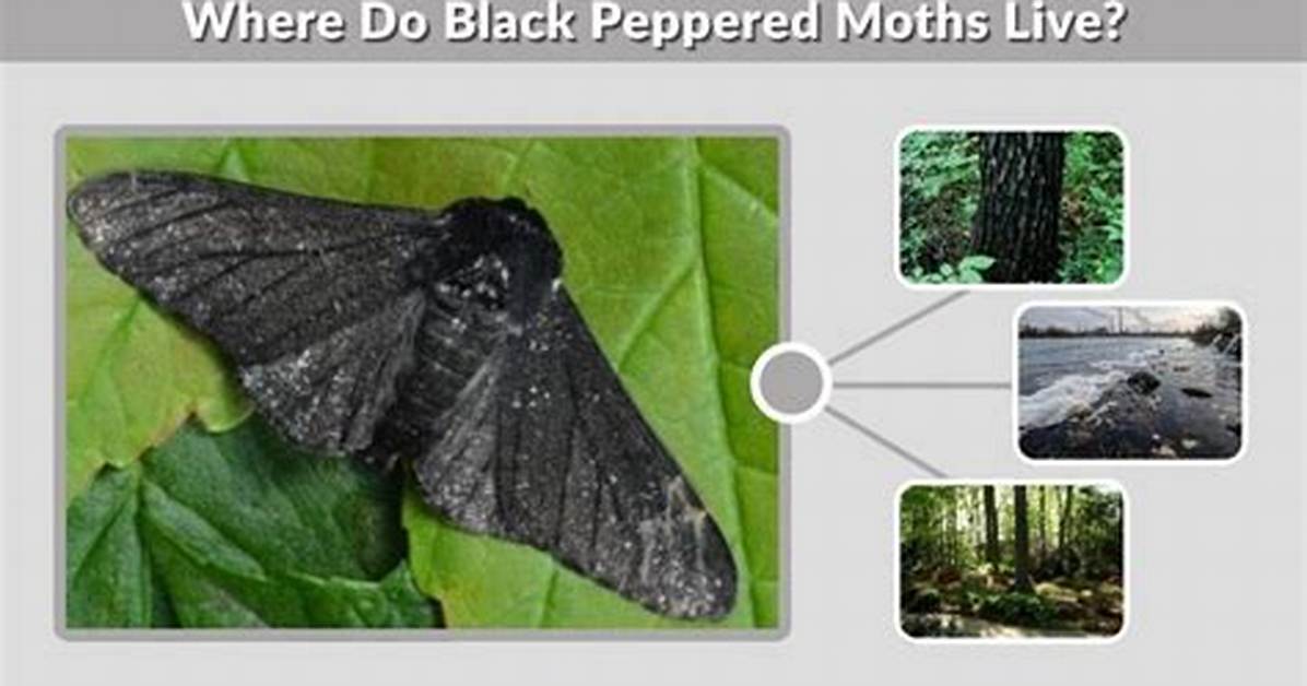 Were Do Peppered Moths Live?