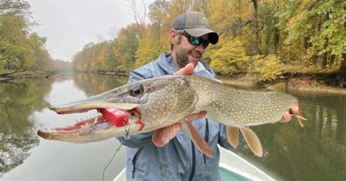Were Do Pike Live?
