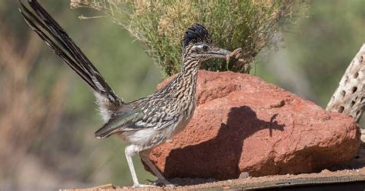 Were Do Roadrunners Live?