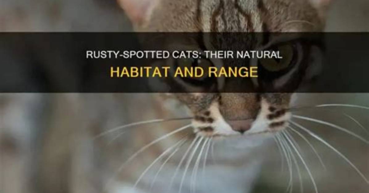 Were Do Rusty Spotted Cats Live?