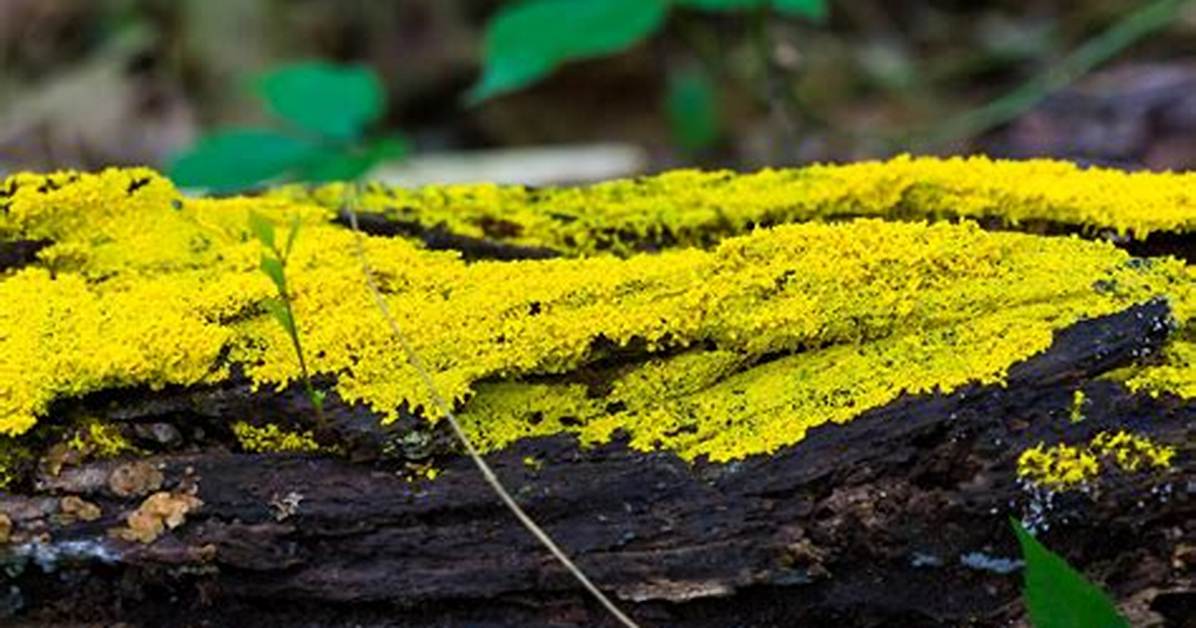 Were Do Slime Molds Live?
