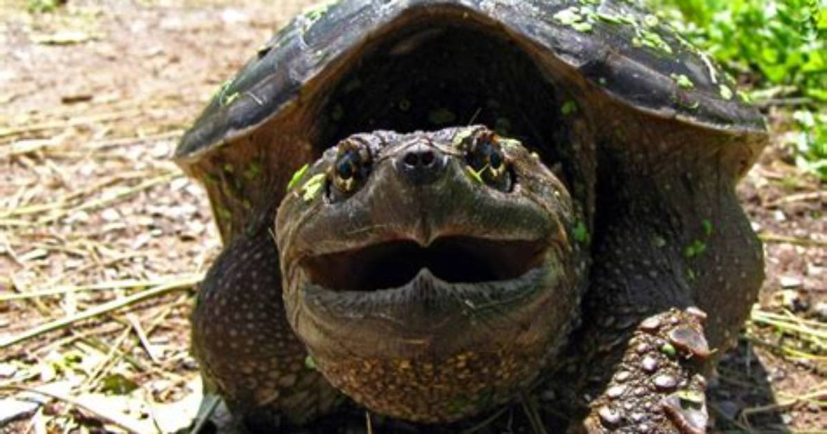 Were Do Snapping Turtles Live?