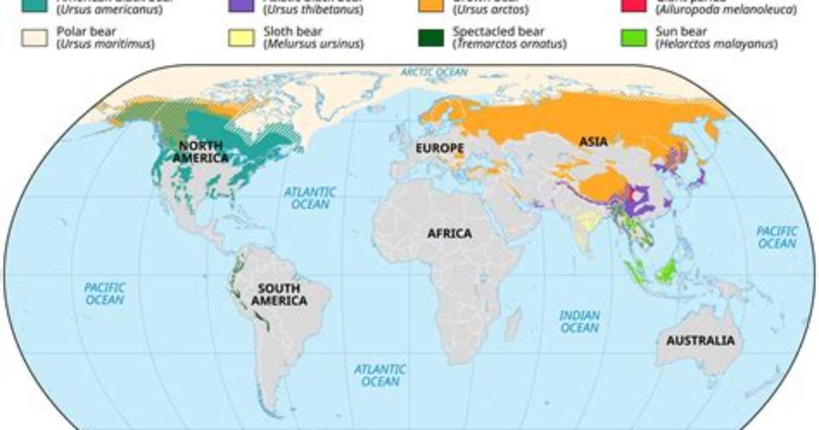 Were Do Spectacled Bears Live?