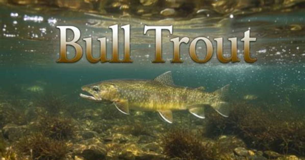 Were Do Trouts Live?