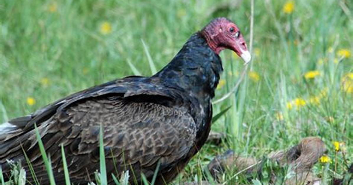 Were Do Turkey Vultures Live?