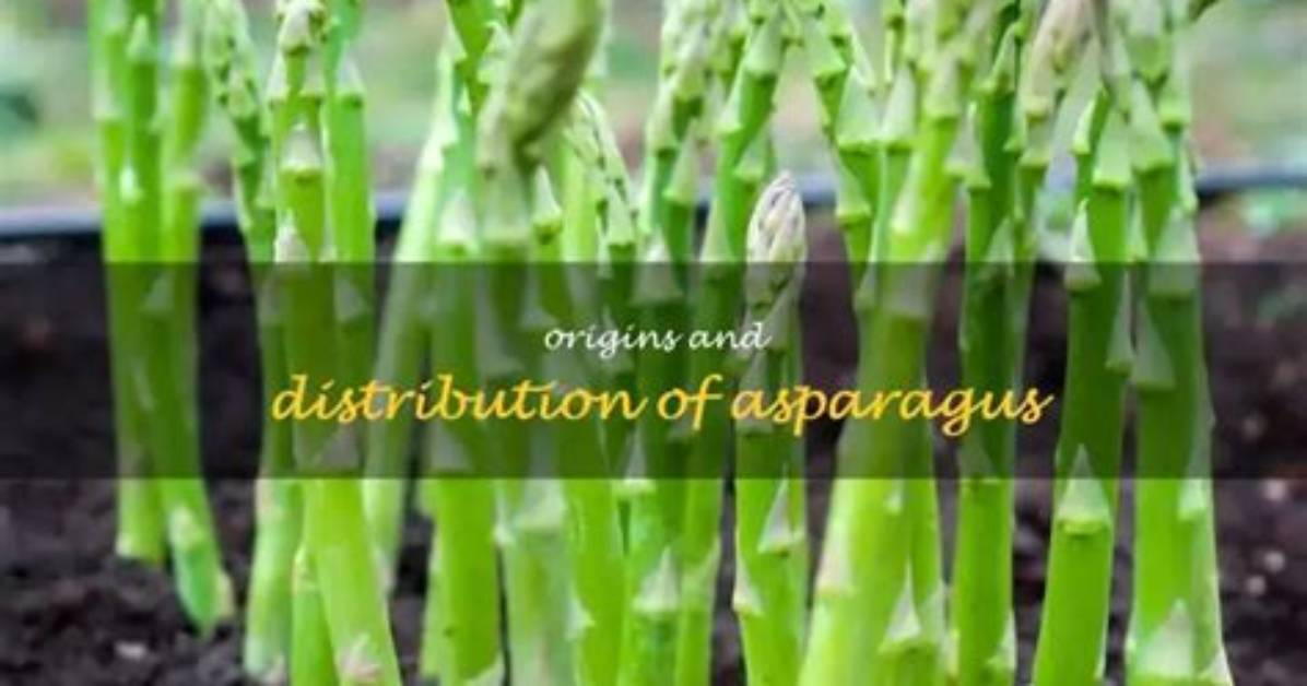 Were Does Asparagus Come from?