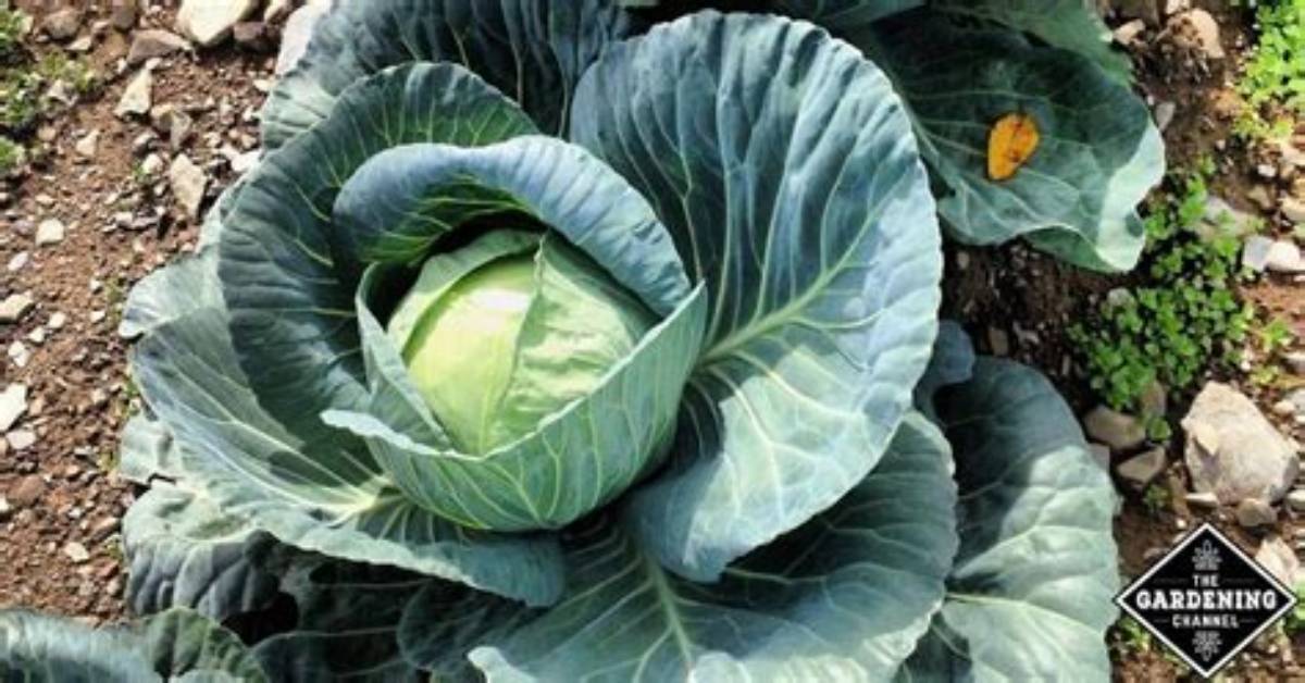 Were Does Cabbage Come from?