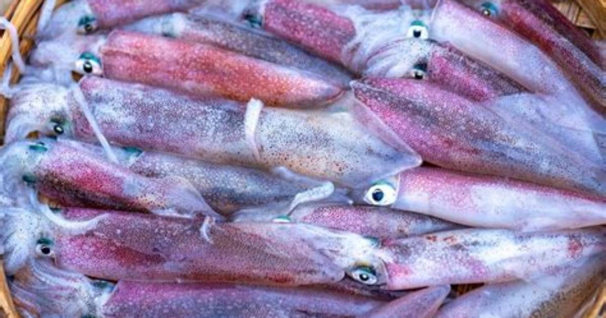 Were Does Calamari Come from?