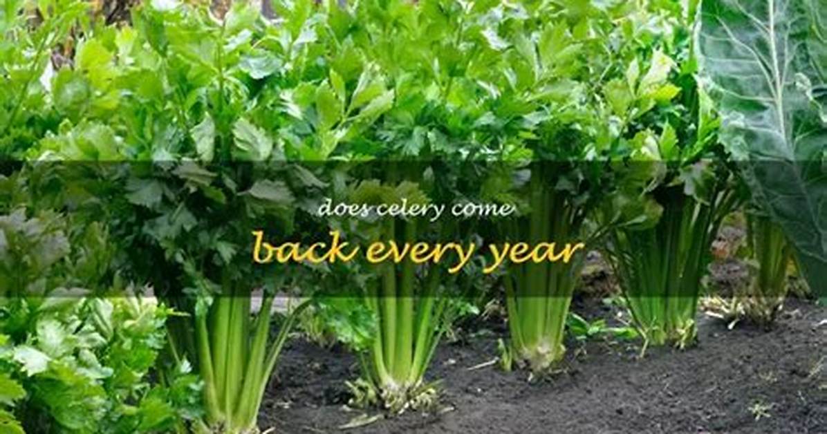 Were Does Celery Come from?