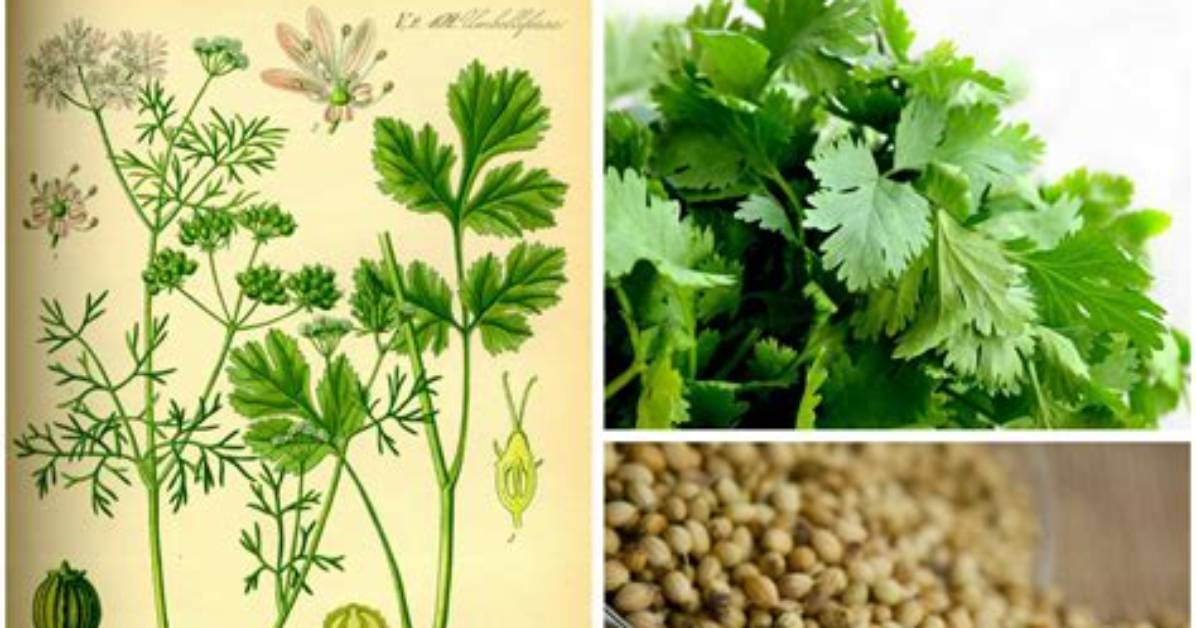Were Does Coriander Come from?