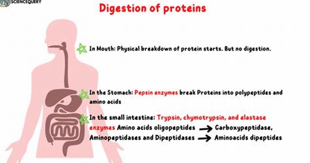 Were Does Digestion Begin?
