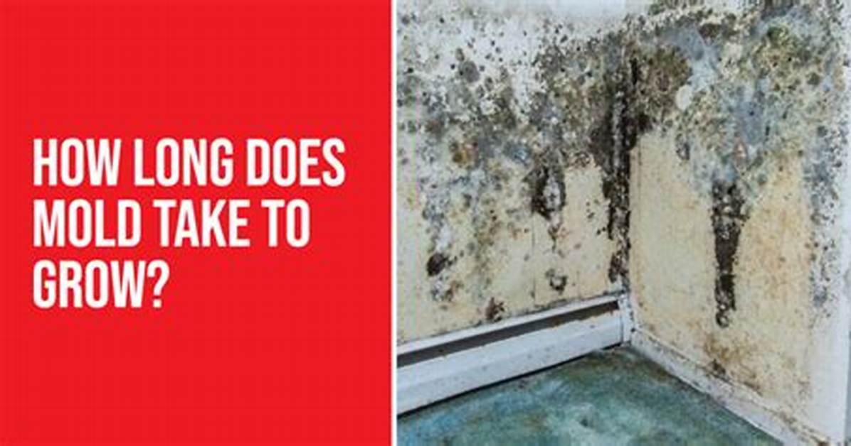 Were Does Mold Grow?