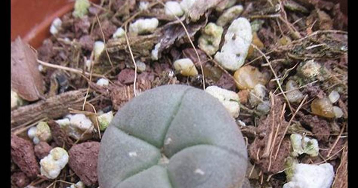 Were Does Peyote Grow?
