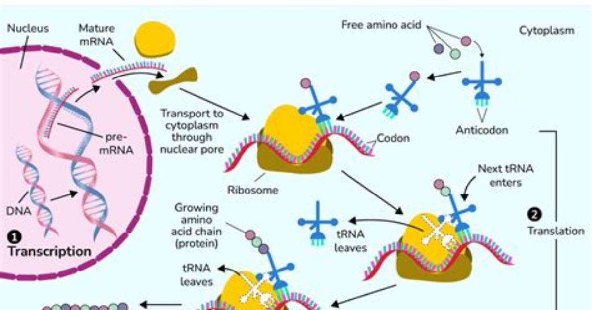Were Does Protein Synthesis Occur?