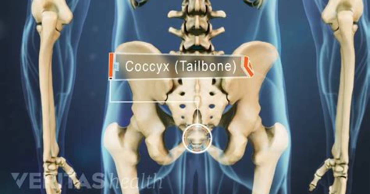 Were Is Your Tailbone?