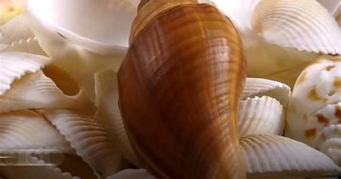 Were Shells Once Living?
