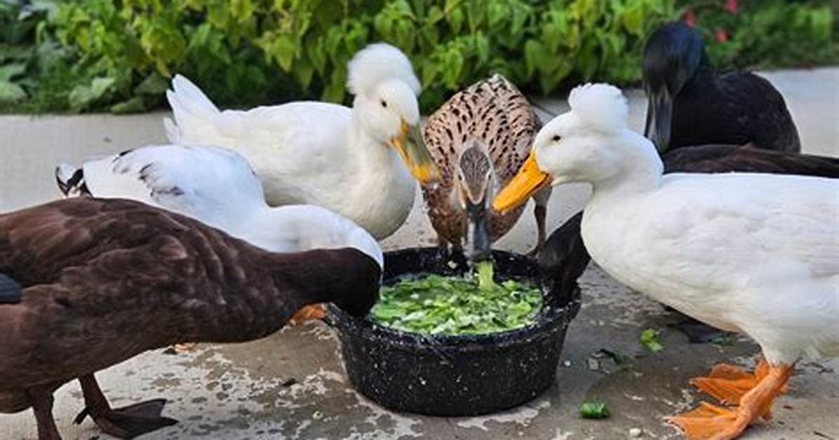 Were to Feed Ducks?