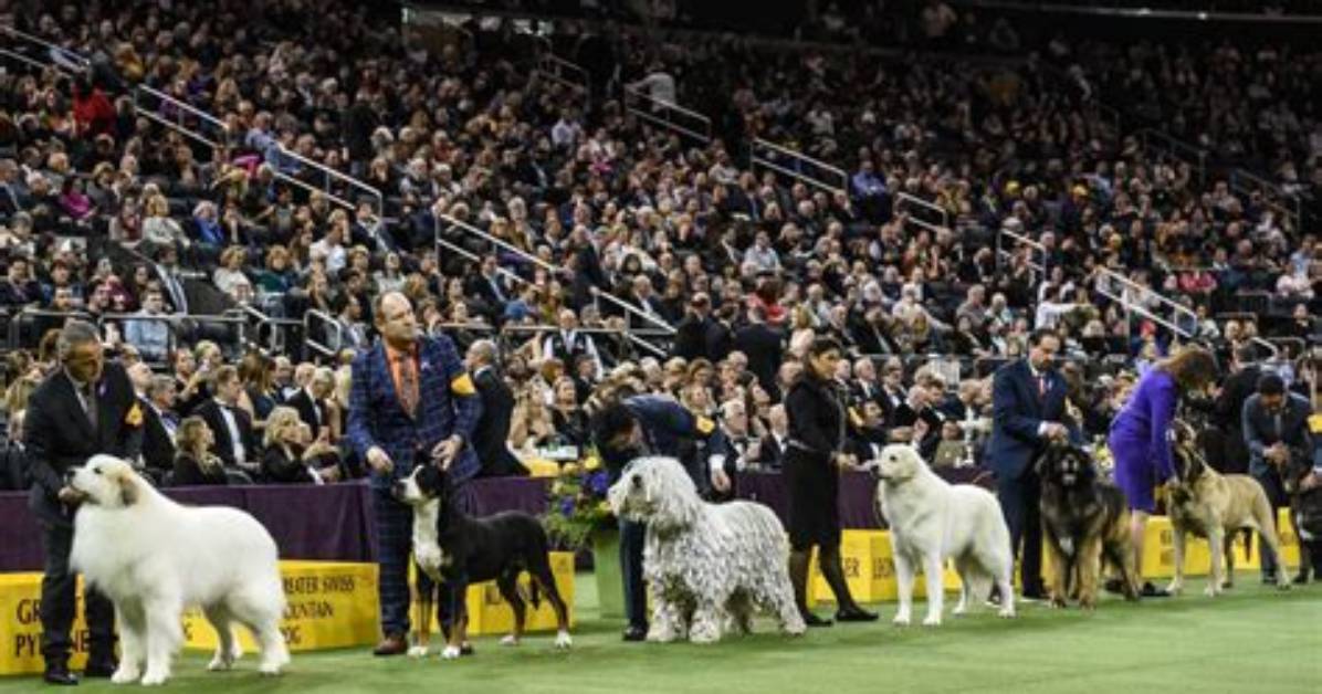 Westminster Dog Show to Move Outdoors in 2021