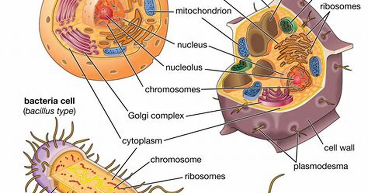 What 3 Things Do All Cells Have in Common