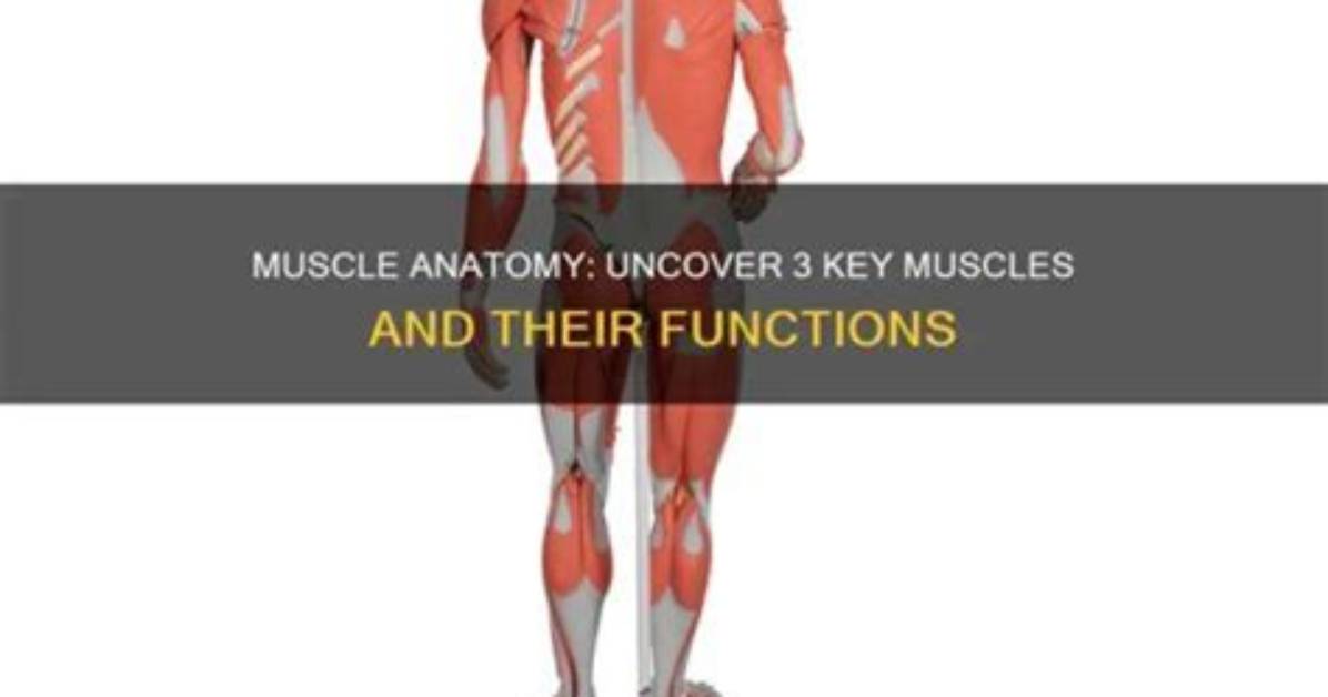 What 3 Things Do Muscles Do