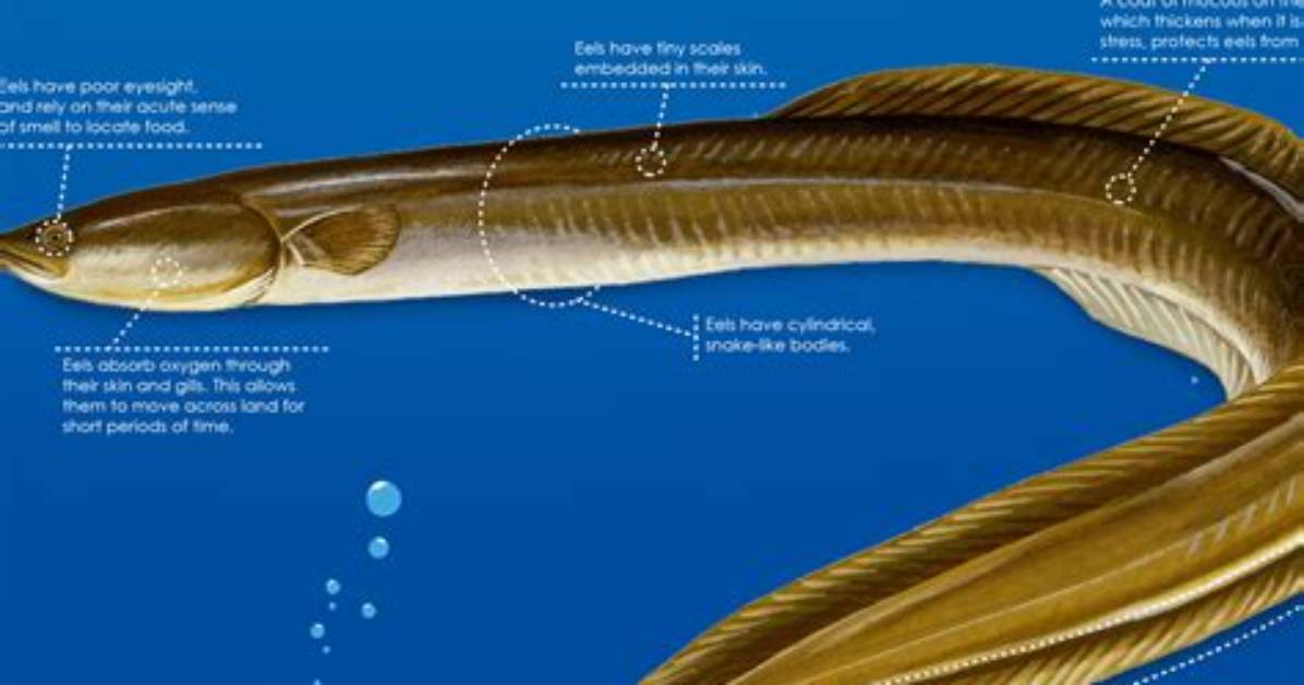 What Adaptations Do Eels Have