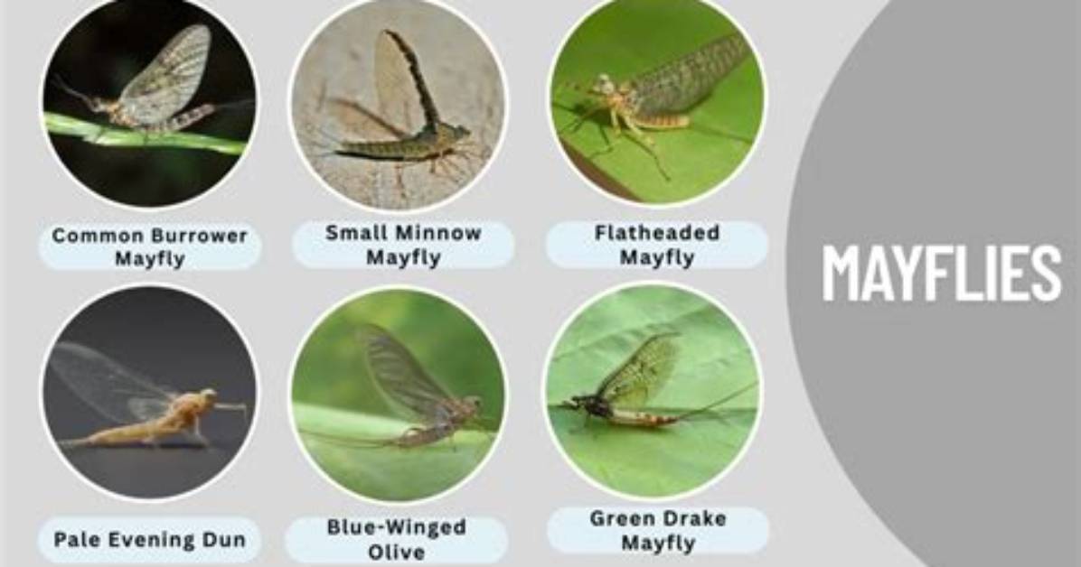 What Adaptations Do Mayfly Nymphs Have?