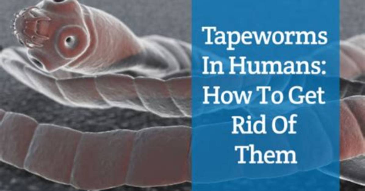 What Adaptations Do Tapeworms Have