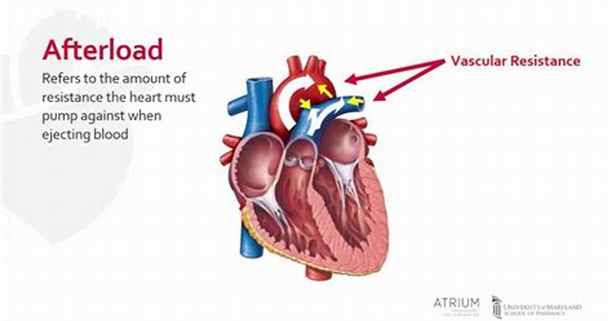 What Affects Cardiac Afterload