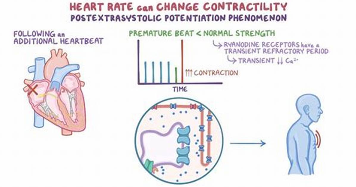What Affects Heart Contractility