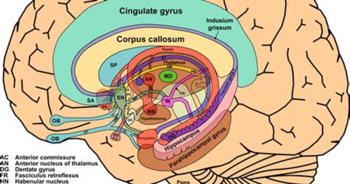 What Affects the Limbic System