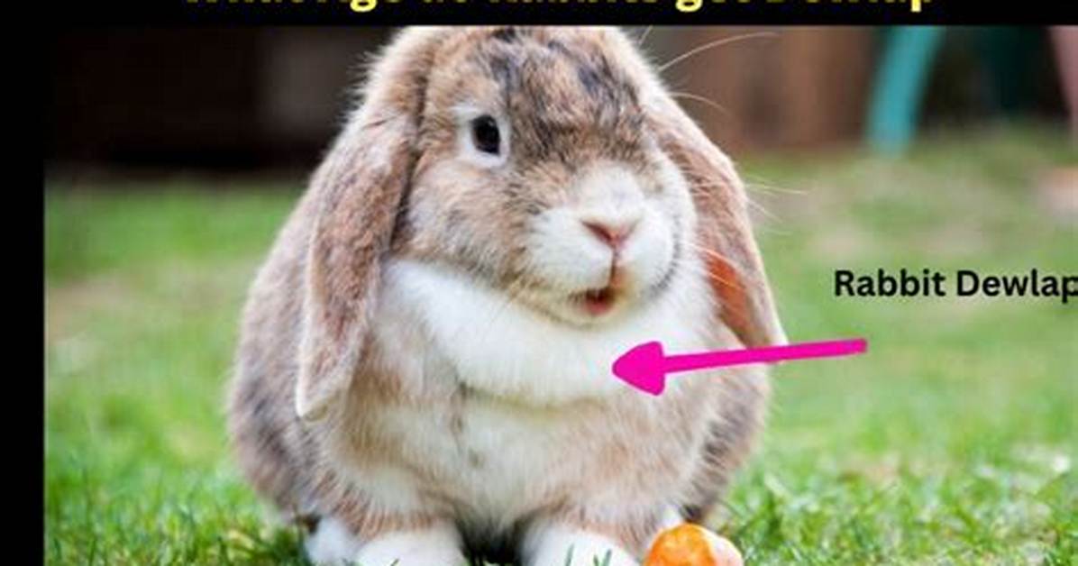 What Age Do Rabbits Get Dewlap?
