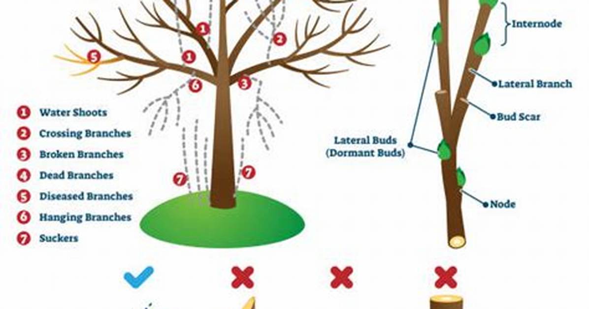 What Angle Should I Prune?
