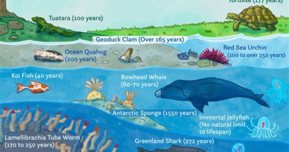 What Animal Can Live the Longest?