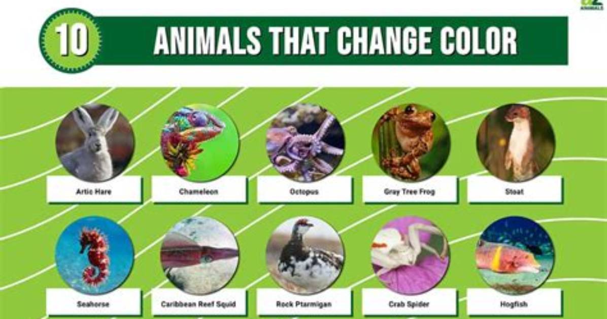 What Animal Changes Color - Lisbd-Net. Com
