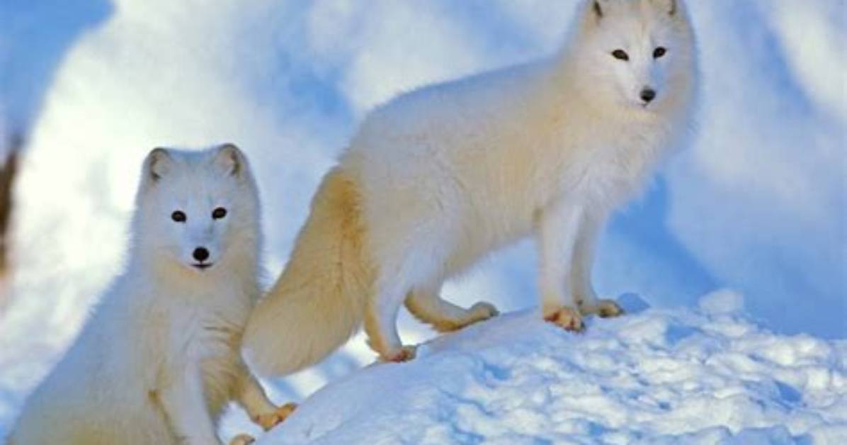 What Animal Eats Arctic Foxes?