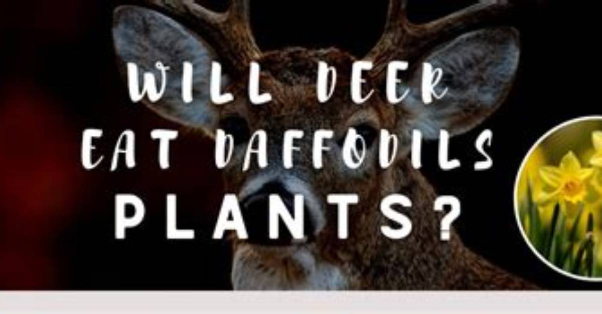 What Animal Eats Daffodil Bulbs?