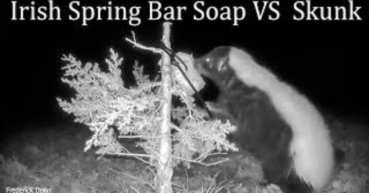 What Animal Eats Irish Spring Soap